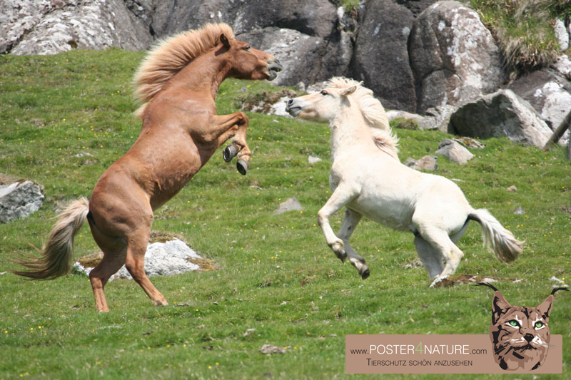 Pferde auf den Faroer Inseln