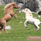 Pferde auf den Faroer Inseln