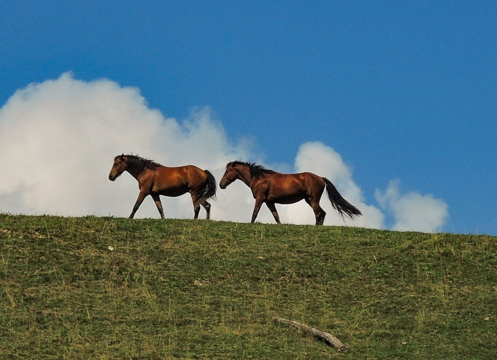 Pferde auf den Jurahöhen