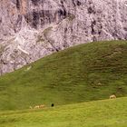 Pferde auf der Alm