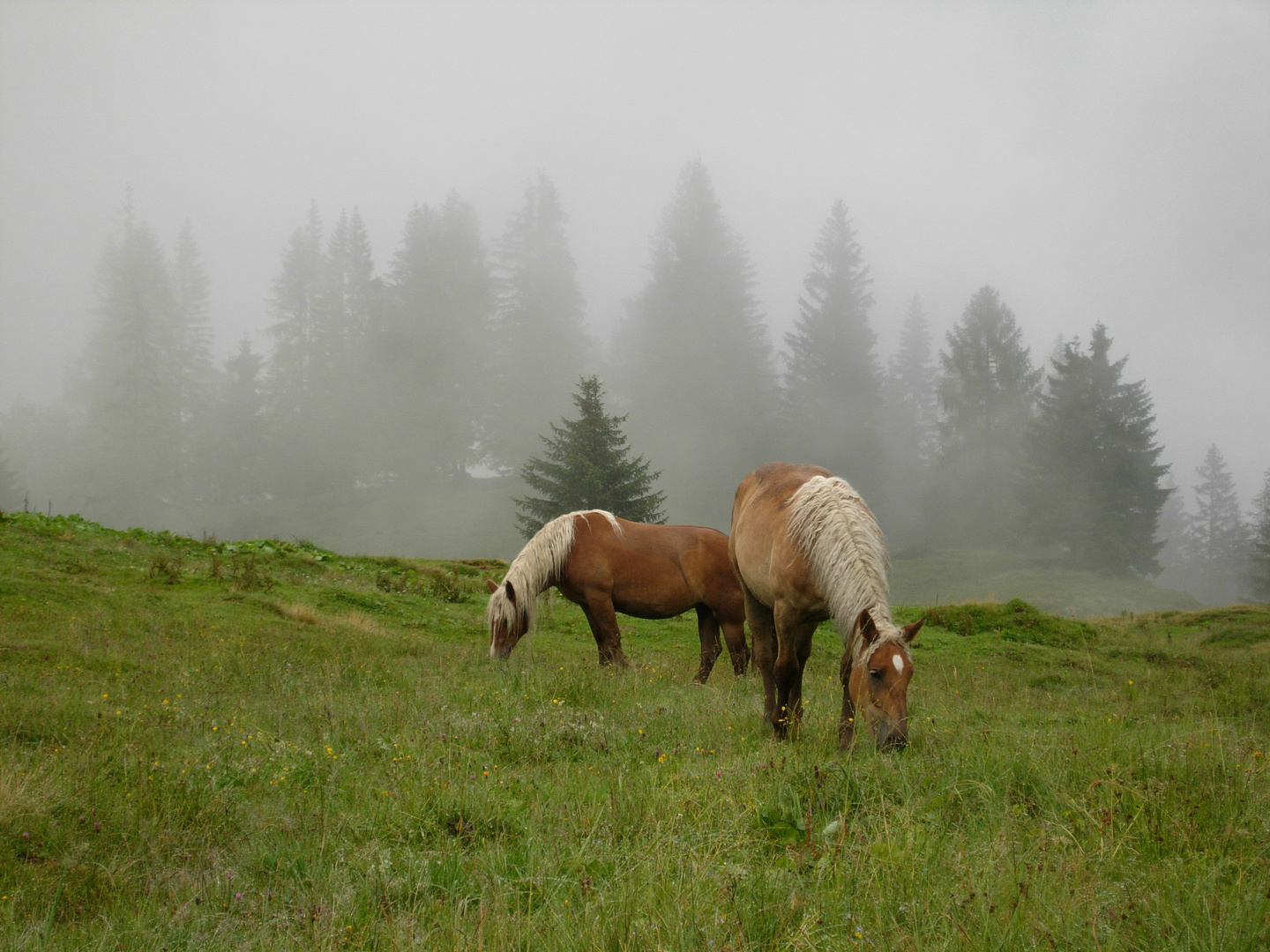 Pferde auf der Alm