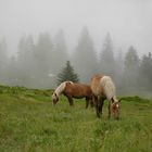 Pferde auf der Alm