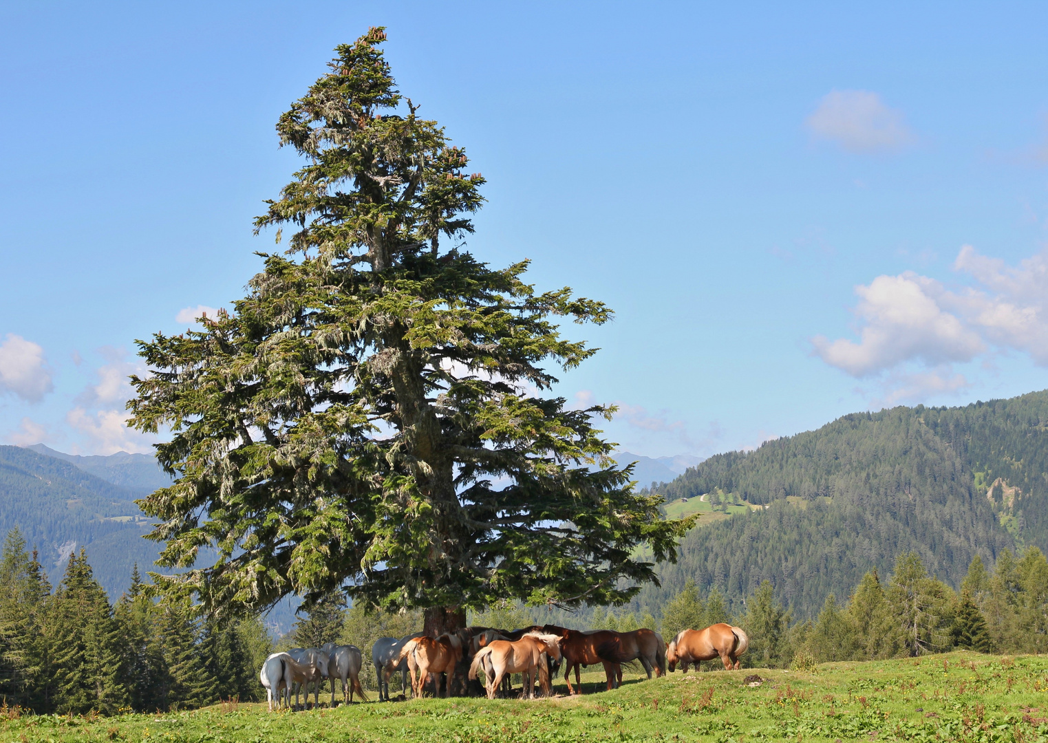 Pferde auf der Alm