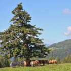 Pferde auf der Alm