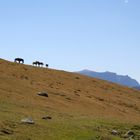 Pferde auf der Alm, Blick zum Schlern