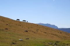 Pferde auf der Alm, Blick zum Schlern