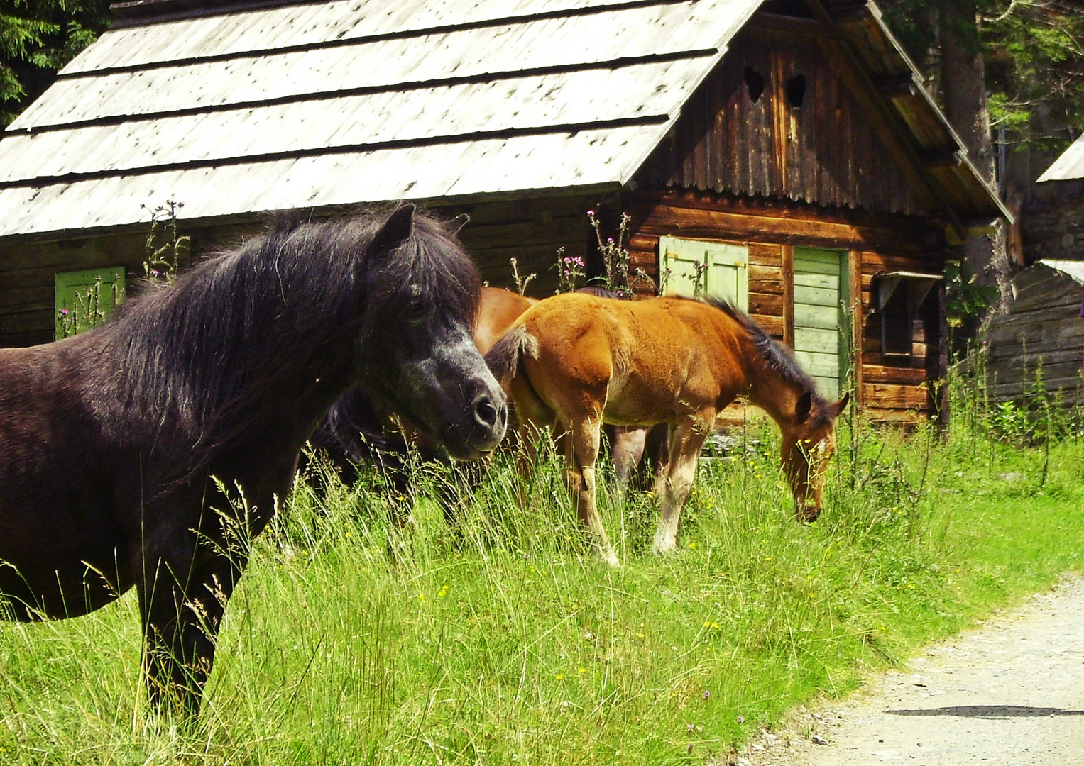 Pferde auf der Alm