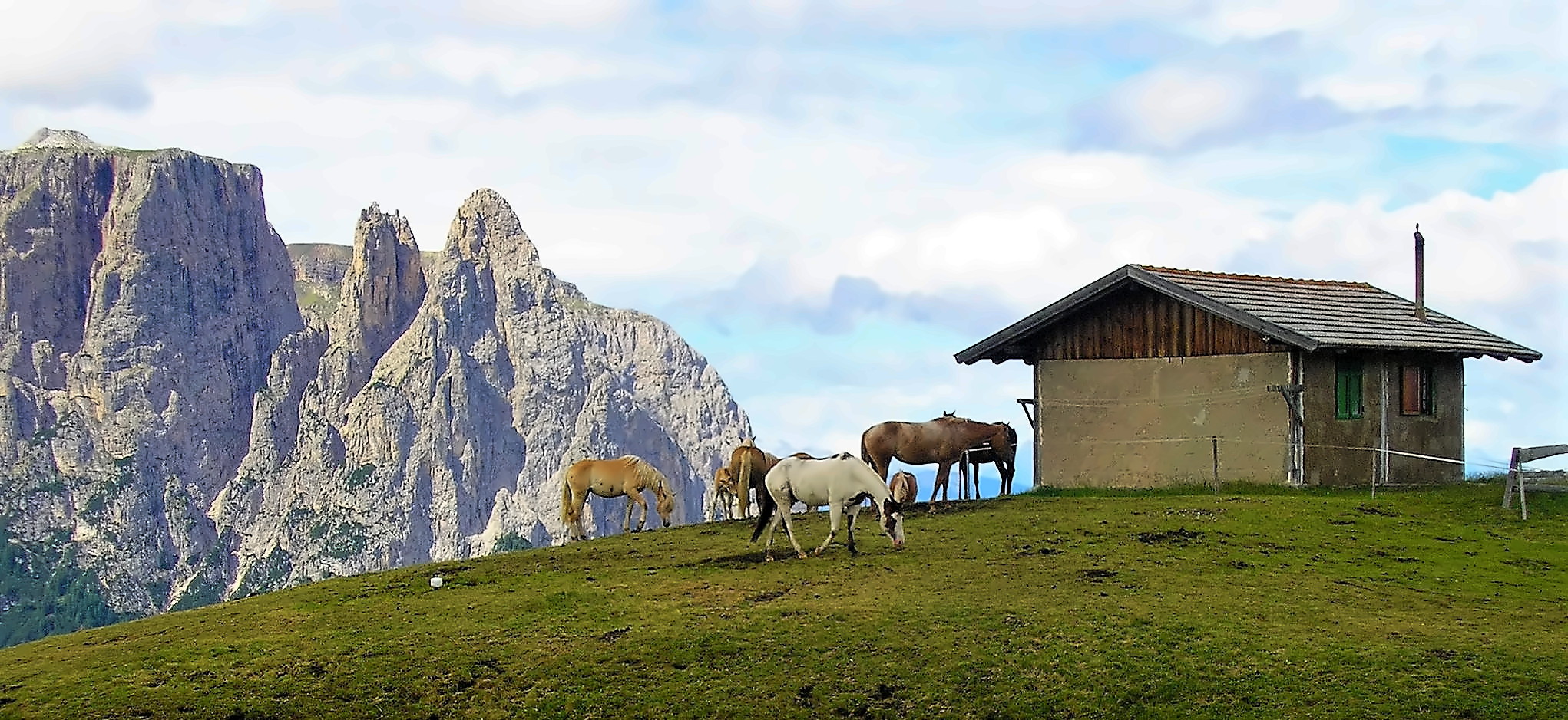 Pferde auf der Alm