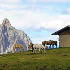 Pferde auf der Alm