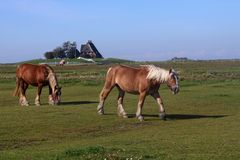 Pferde auf der Hallig