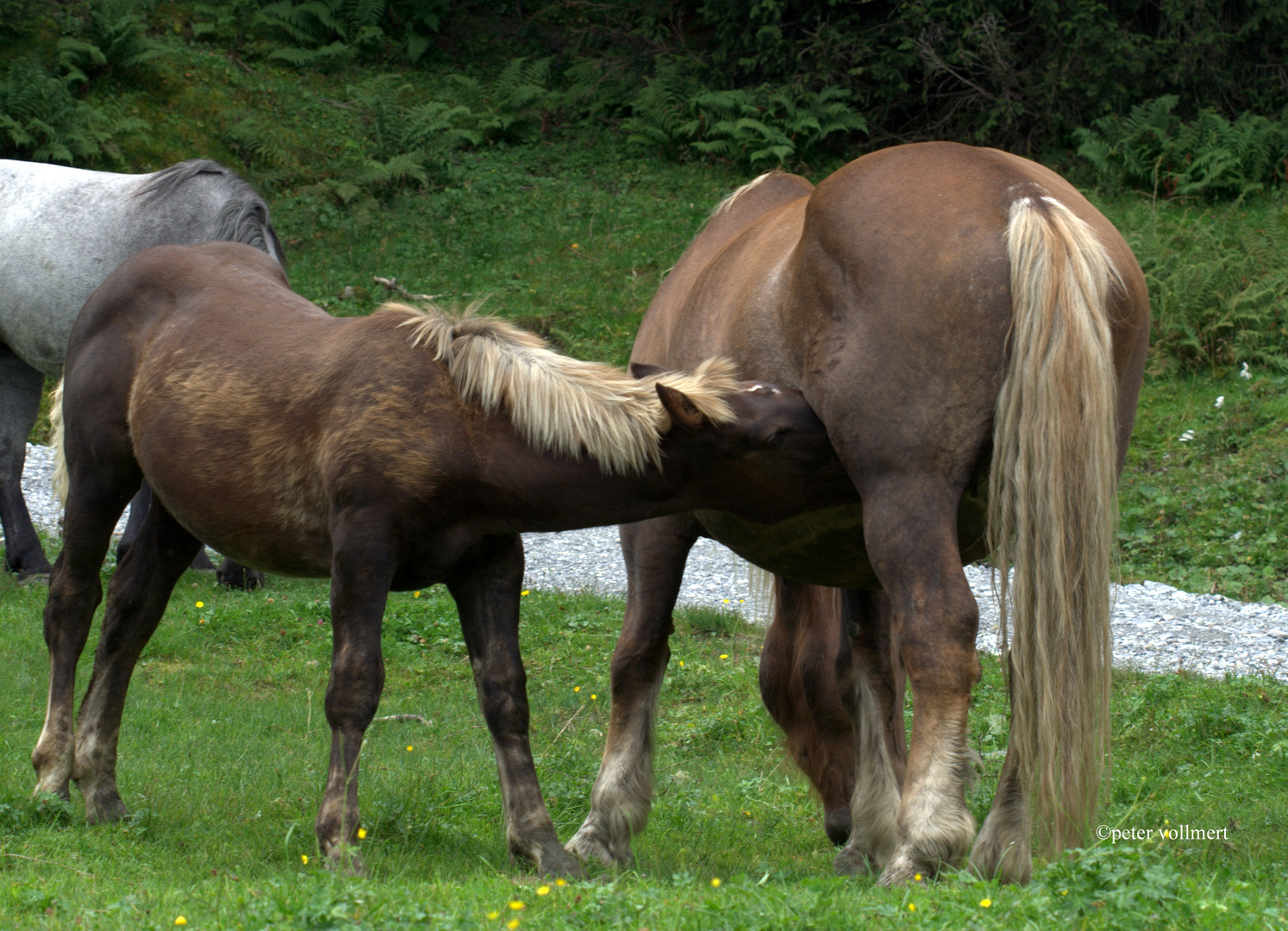 Pferde auf der Hochalm in Rauris