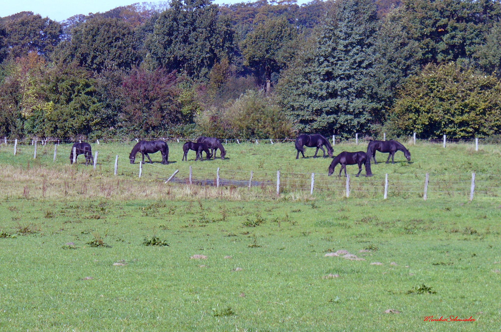 Pferde auf der Koppel