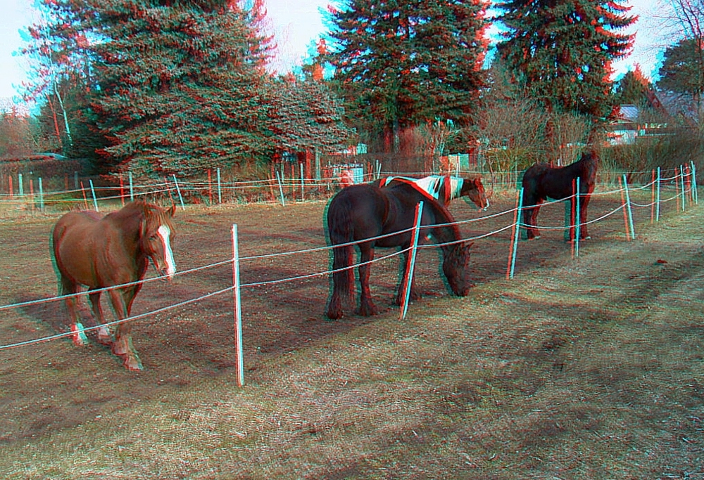 Pferde auf der Koppel Anaglyph 3D