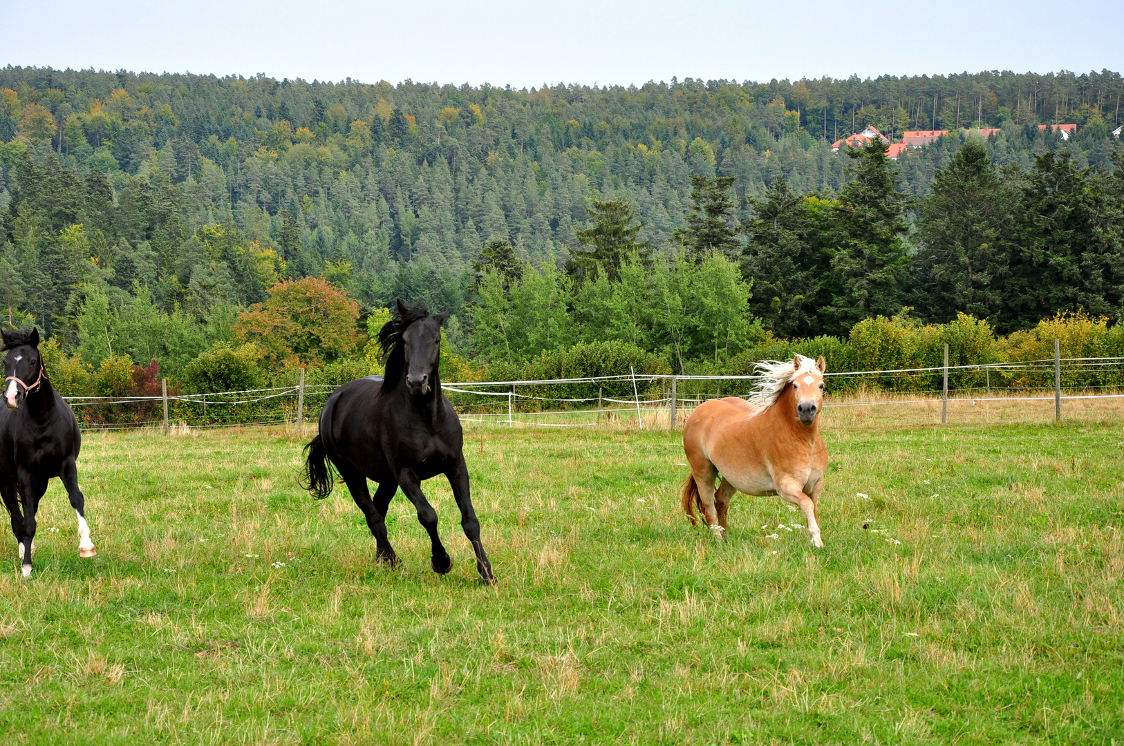 Pferde auf der Koppel