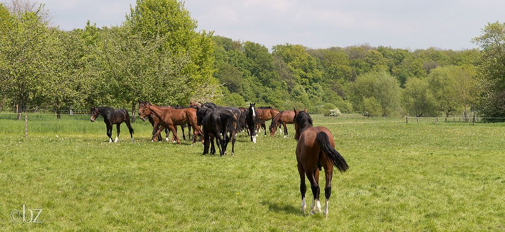 Pferde auf der Koppel