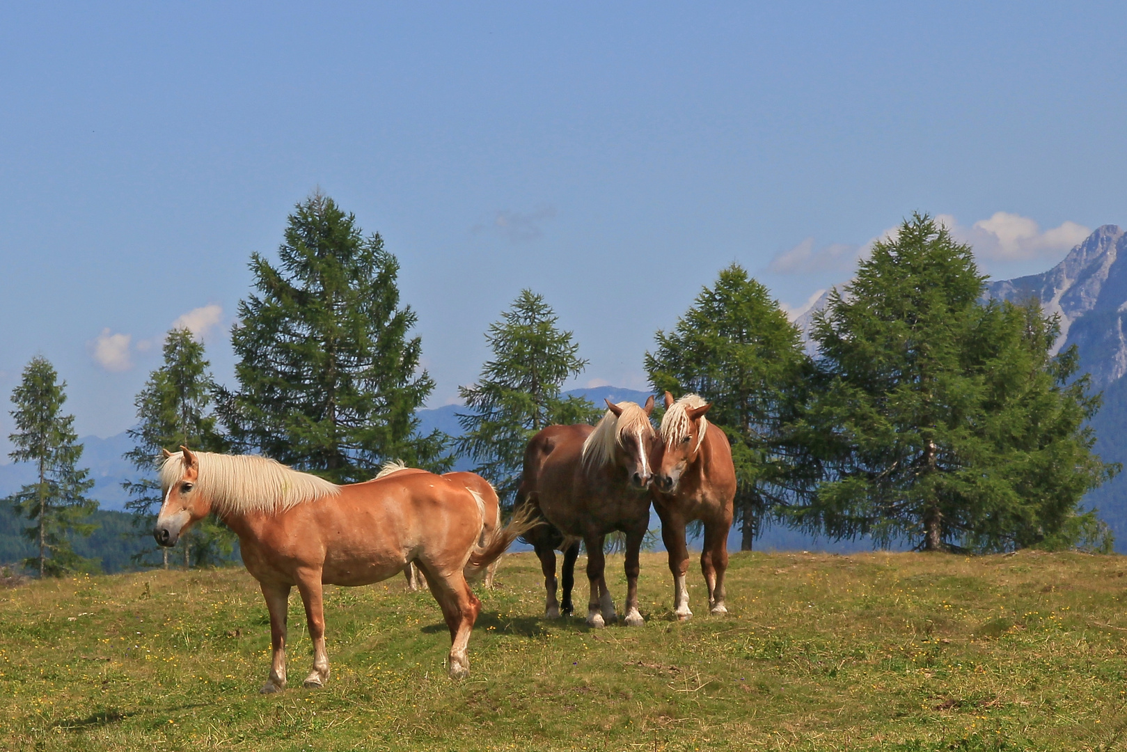 Pferde auf der Lackenalm (2015_07_11_EOS 550D_1432_ji)