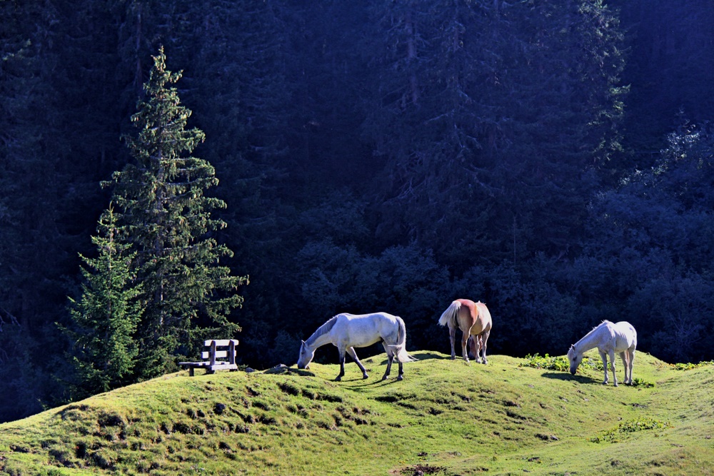 Pferde auf der Ronggalpe