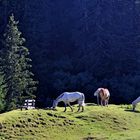 Pferde auf der Ronggalpe