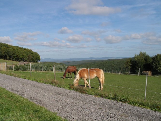 Pferde auf der Sommerkoppel