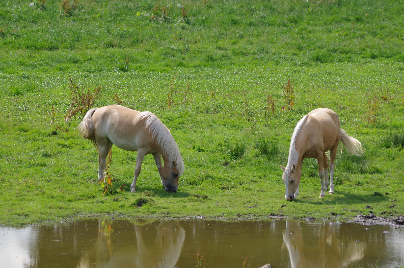 Pferde auf der Sommerweide