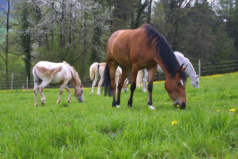 Pferde auf der Weide