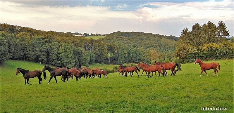 Pferde auf der Weide 