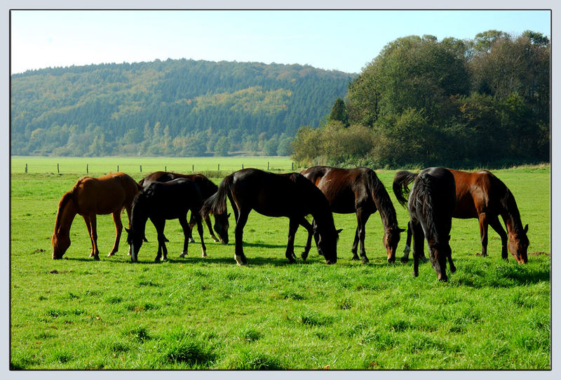 Pferde auf der Weide