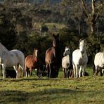 Pferde auf der Weide im ersten Sonnenlicht - Horses on the meadow in the early morning sun
