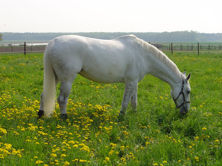 Pferde auf der Wiese