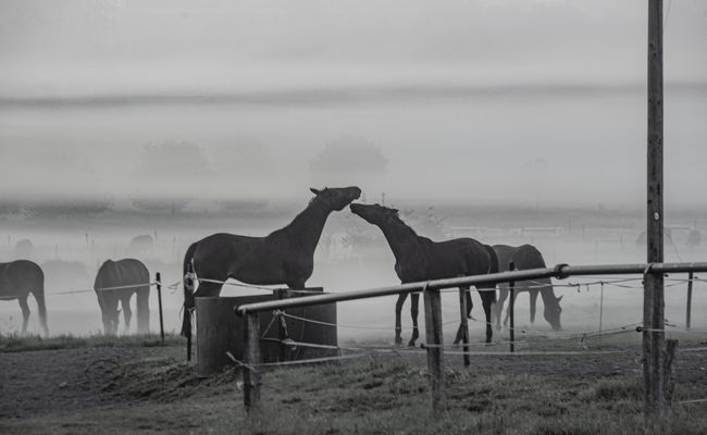 Pferde auf der wiese im Nebel