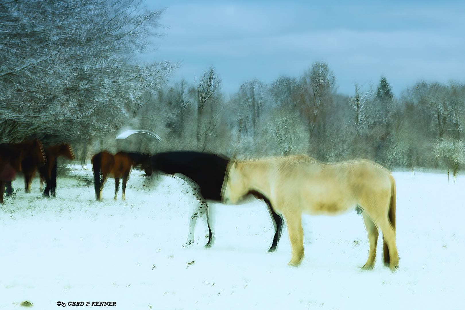 Pferde auf der Winter-Koppel