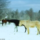 Pferde auf der Winter-Koppel