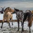 Pferde auf der Winterkoppel an der Knapp-Mühle