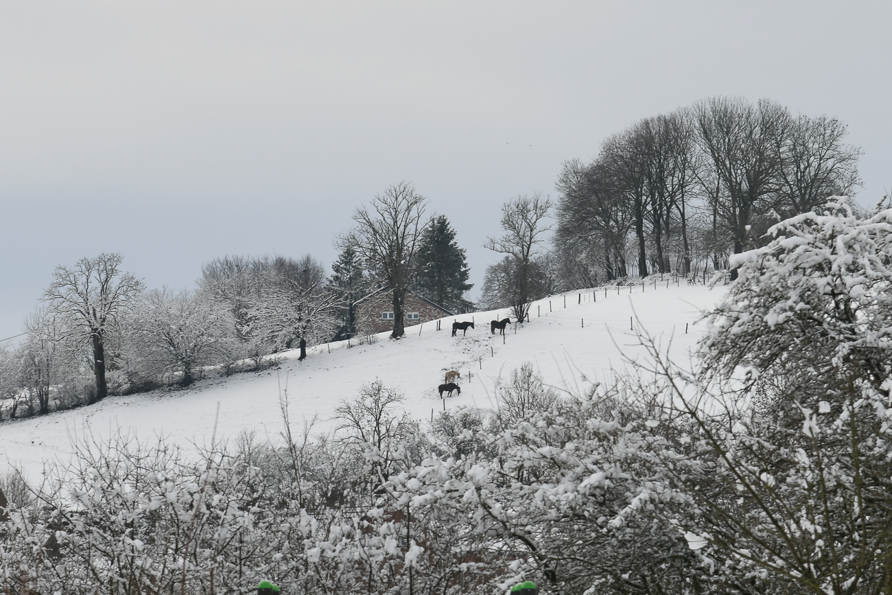 Pferde auf der Winterwiese - Baelen (B)