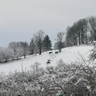 Pferde auf der Winterwiese - Baelen (B)