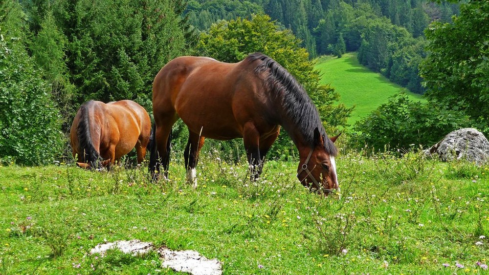 Pferde auf einer Bergwiese nahe Ramsau