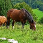 Pferde auf einer Bergwiese nahe Ramsau