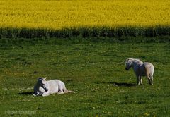 Pferde auf einer Koppel vor Rapsfeld in voller Blüte