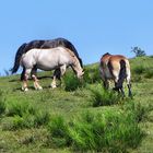 Pferde auf Hiddensee