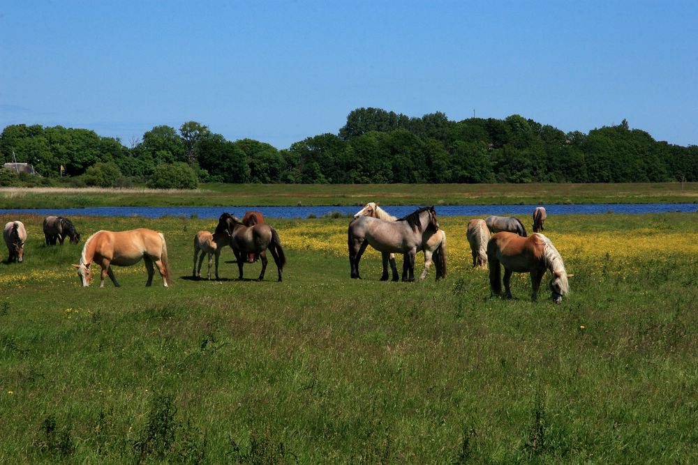 Pferde auf Hiddensee