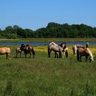 Pferde auf Hiddensee