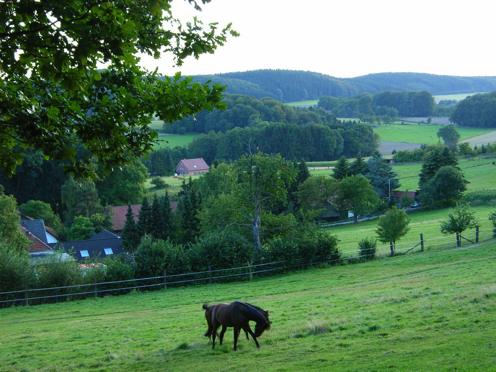 Pferde auf Koppel im westlichen Teutoburger Wald