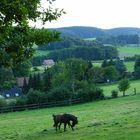 Pferde auf Koppel im westlichen Teutoburger Wald