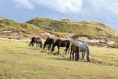 Pferde auf Norderney