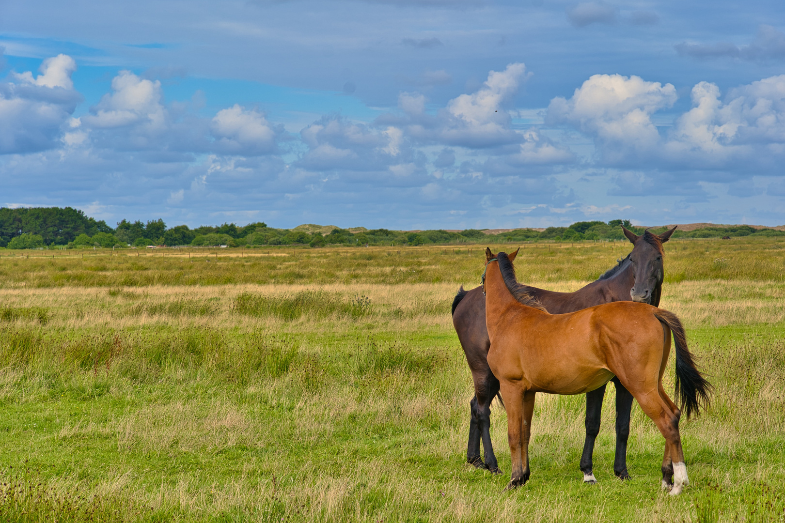 Pferde auf Norderney