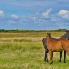 Pferde auf Norderney