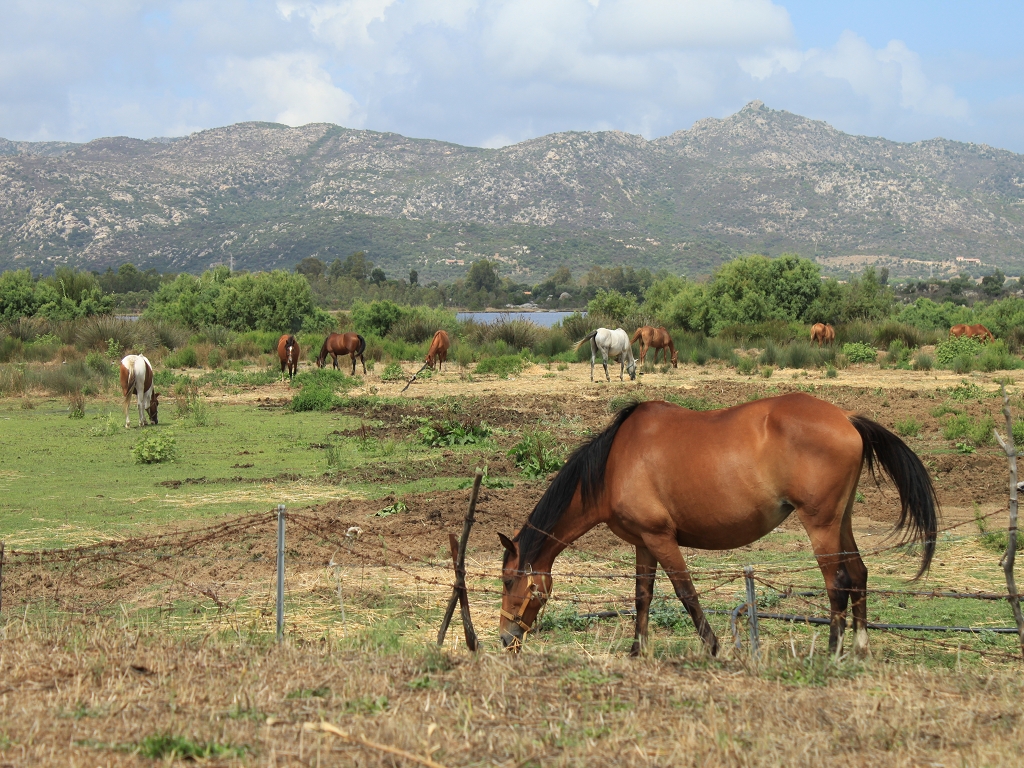 Pferde auf Sardinien