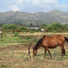 Pferde auf Sardinien