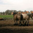 Pferde auf Schiermonnikoog