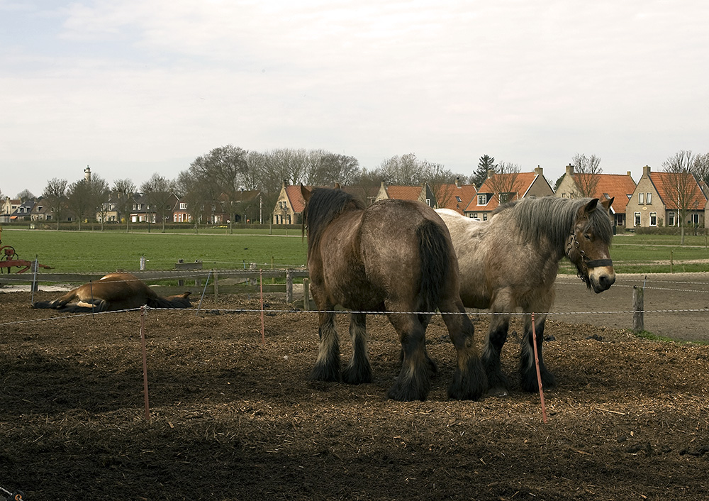 Pferde auf Schiermonnikoog